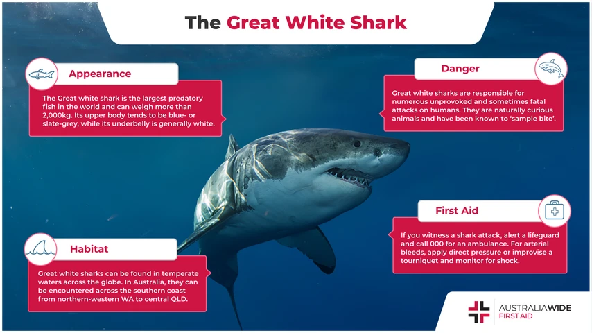 Infographic about Great White Shark 